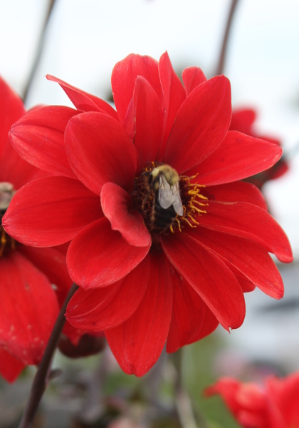 Bishop of Llandaff dahlia heirloom bulbs