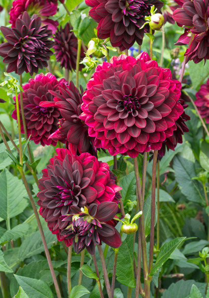 Arabian Night dahlia heirloom bulbs