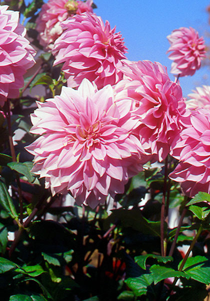 Jersey’s Beauty dahlia heirloom bulbs