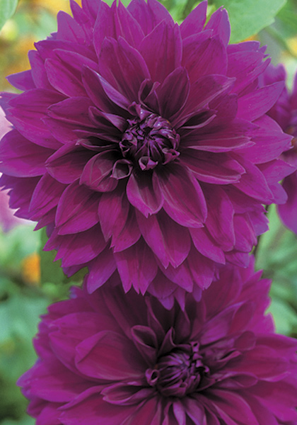 Thomas Edison dahlia heirloom bulbs