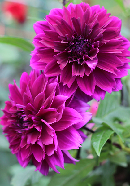 DAHLIAS