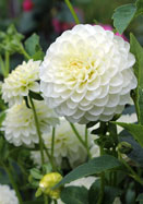 White Aster dahlia heirloom bulbs