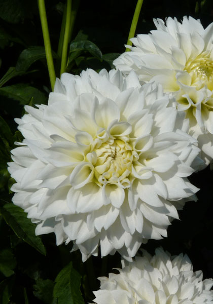 White Fawn dahlia heirloom bulbs