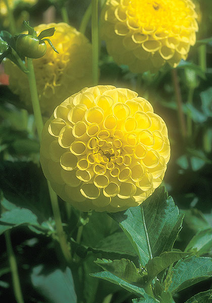 Yellow Gem dahlia heirloom bulbs