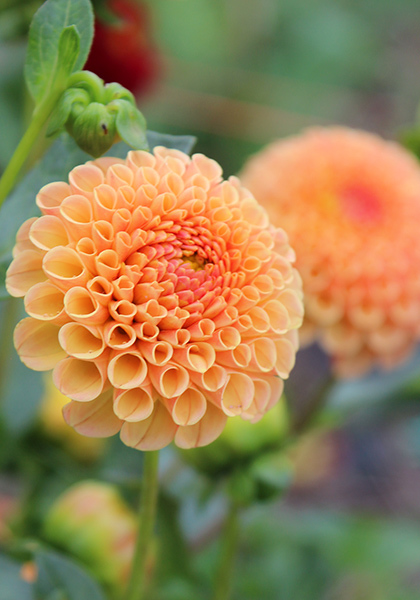 Amber Queen dahlia heirloom bulbs