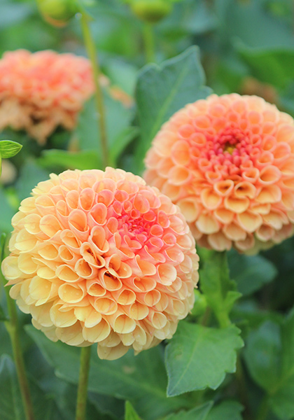 DAHLIAS