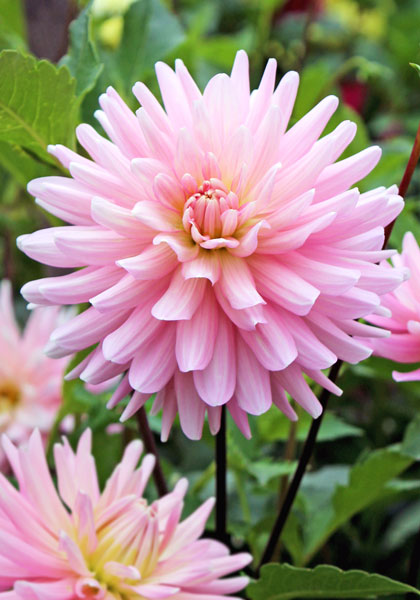 Miss Rose Fletcher dahlia heirloom bulbs