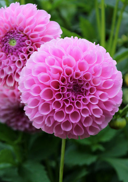 Stolz von Berlin dahlia heirloom bulbs