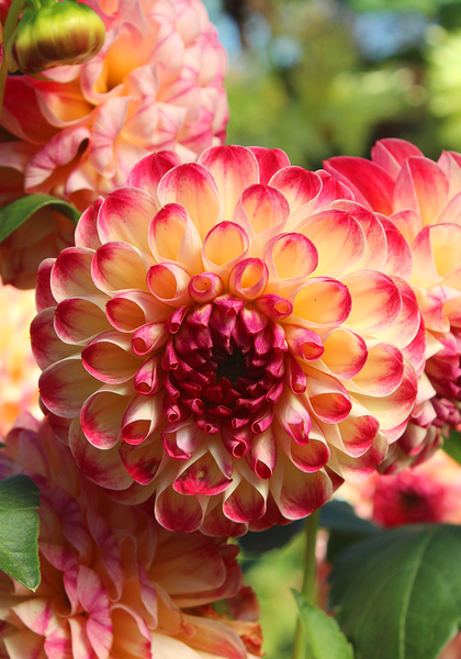 Kaiser Wilhelm dahlia heirloom bulbs