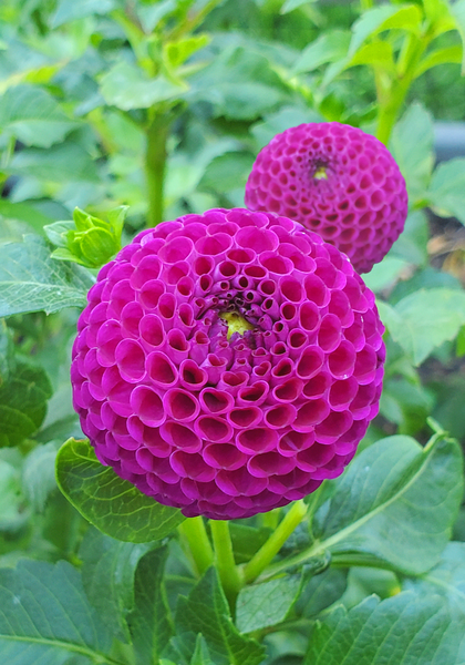 Willo Violet dahlia heirloom bulbs