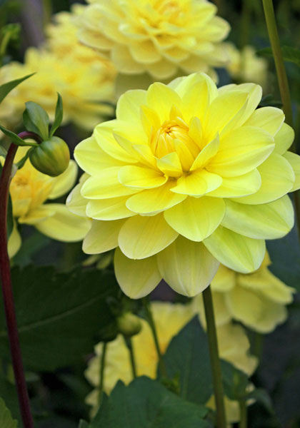 Glorie van Heemstede dahlia heirloom bulbs