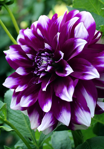 Deuil du Roi Albert dahlia heirloom bulbs