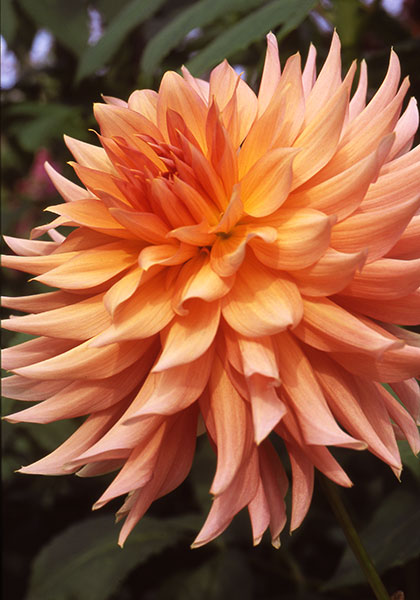 Dahlias: Lost Forever?