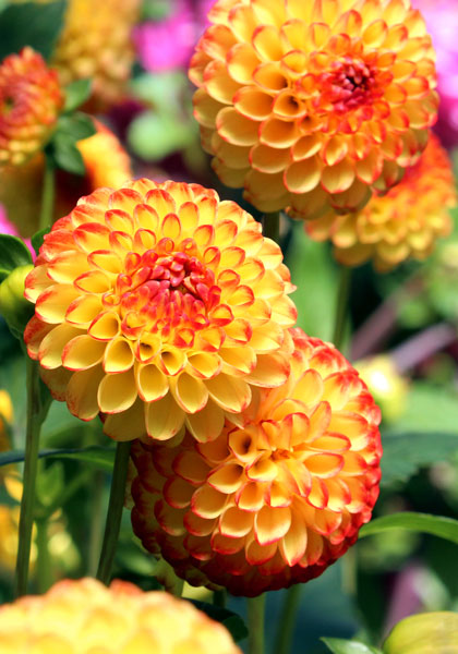 Little Beeswing dahlia heirloom bulbs