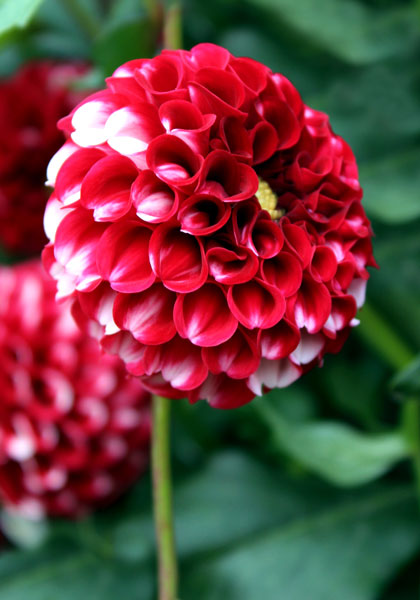 Tommy Keith dahlia heirloom bulbs