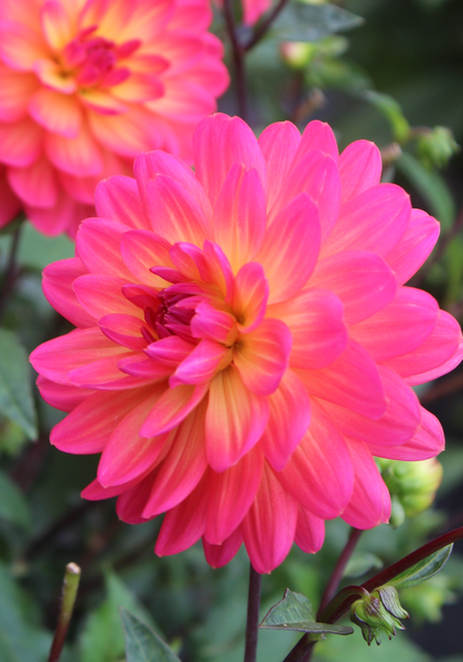 Winsome dahlia heirloom bulbs