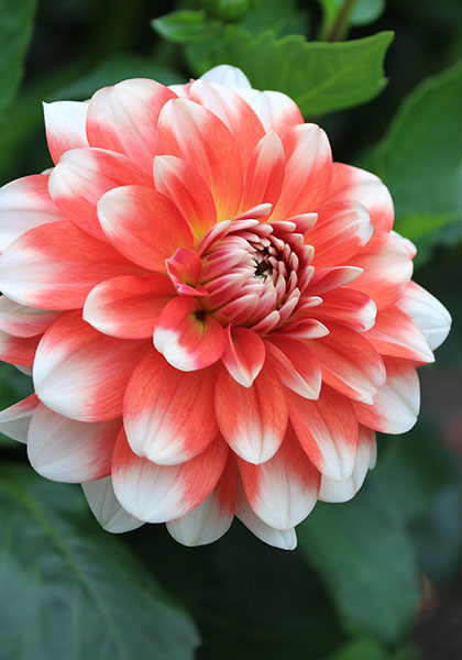 Princesse Louise de Suede dahlia heirloom bulbs