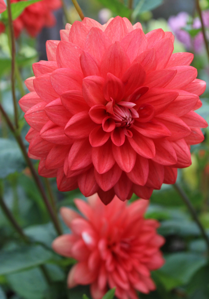 Princesse Louise de Suede dahlia heirloom bulbs