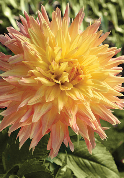 Arab Queen dahlia heirloom bulbs