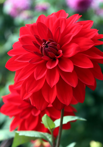 Bloodstone dahlia heirloom bulbs