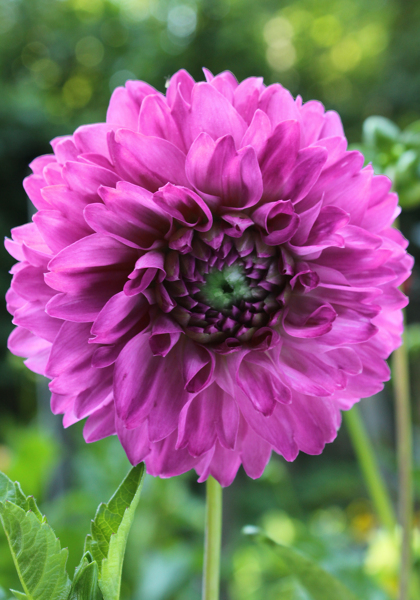 Blue Danube dahlia heirloom bulbs