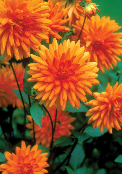 Andries’ Orange dahlia heirloom bulbs