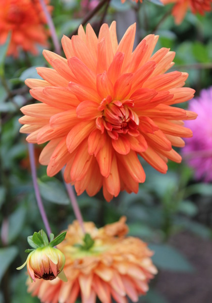 Andries’ Orange dahlia heirloom bulbs