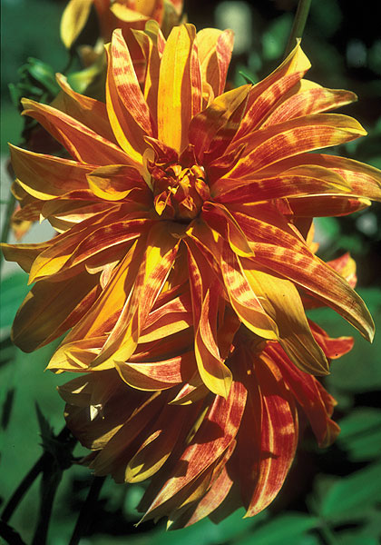 Giraffe dahlia heirloom bulbs