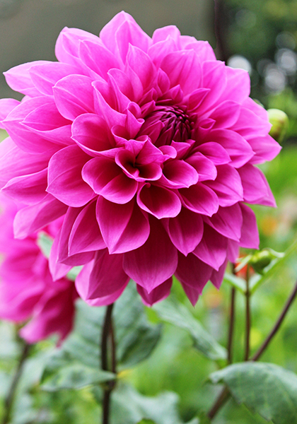 DAHLIAS