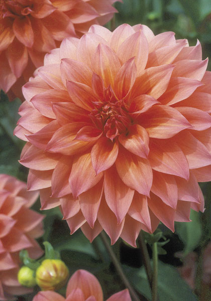 Kismet dahlia | Old House Gardens