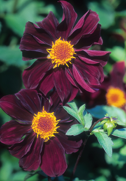 <i>atropurpurea</i> dahlia heirloom bulbs