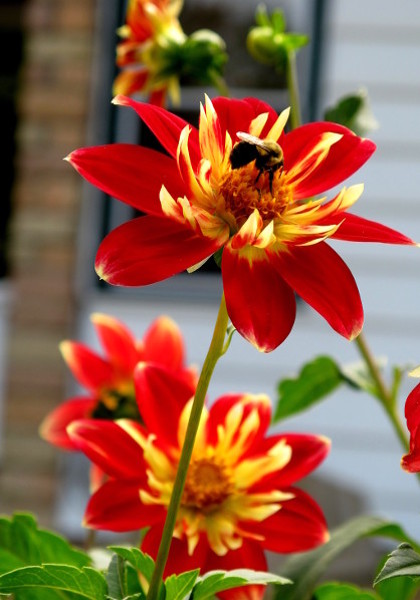 Mrs. H. Brown dahlia heirloom bulbs