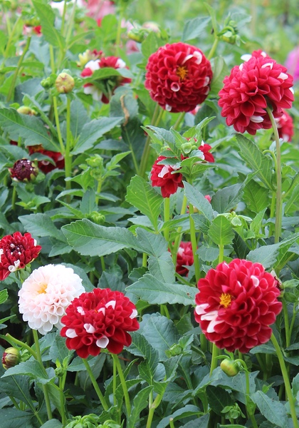 York and Lancaster dahlia heirloom bulbs