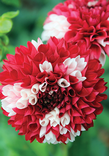 York and Lancaster dahlia heirloom bulbs