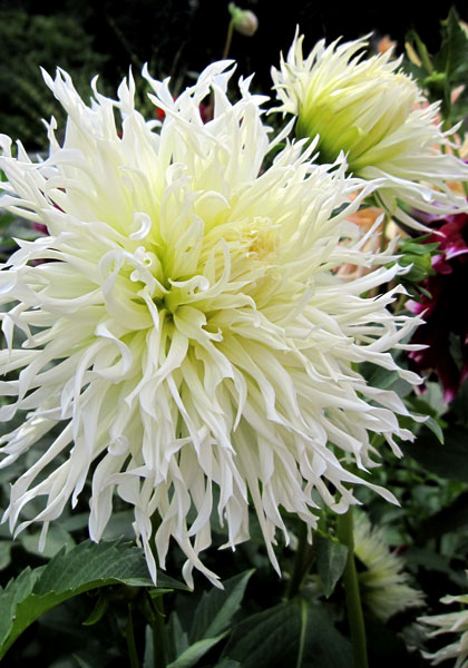 Tsuki Yori no Shisha dahlia heirloom bulbs