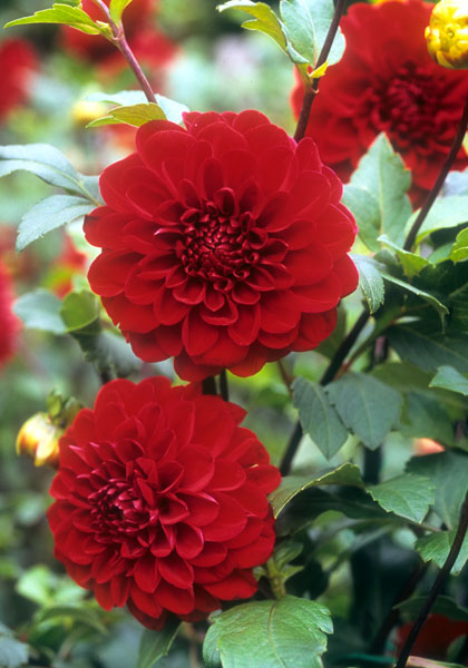 Wisconsin Red dahlia heirloom bulbs