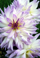 Lavender Chiffon dahlia heirloom bulbs