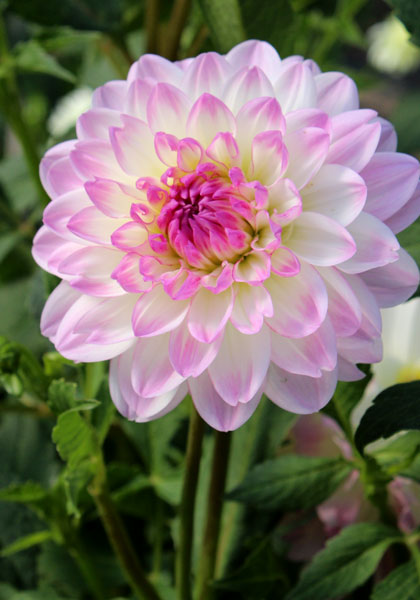 Nepos dahlia heirloom bulbs