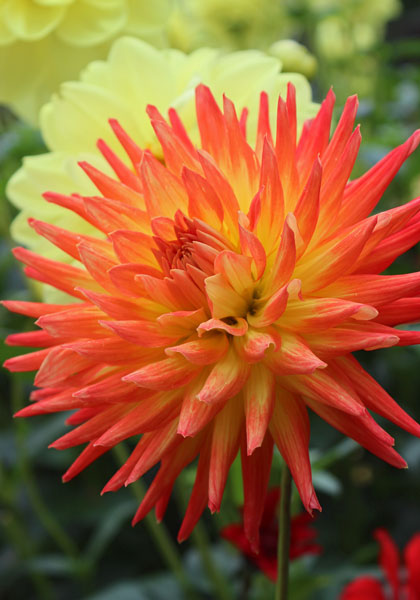 Golden Heart dahlia heirloom bulbs