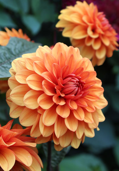 Heirloom Dahlia Bulbs