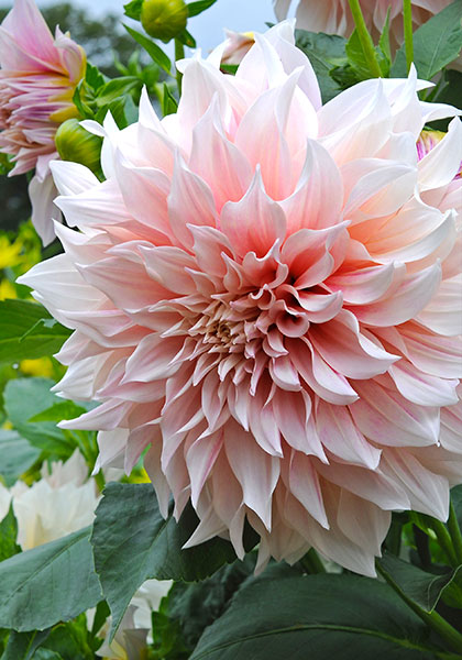 Café au Lait dahlia heirloom bulbs