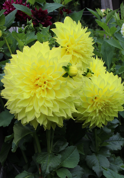 Kelvin Floodlight dahlia heirloom bulbs