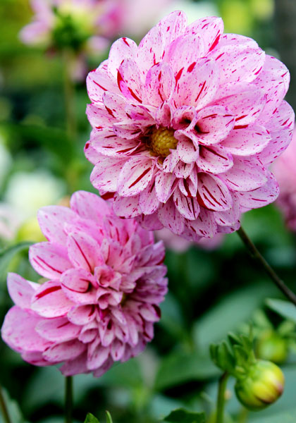 Gypsy Girl dahlia heirloom bulbs