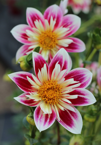 News from 1902: The First Collarette Dahlias – www.OldHouseGardens.com