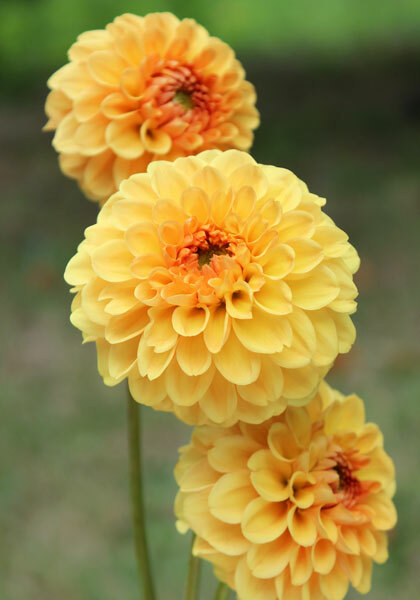 Golden Scepter dahlia heirloom bulbs