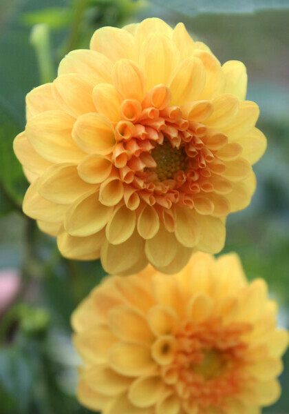 Golden Scepter dahlia heirloom bulbs