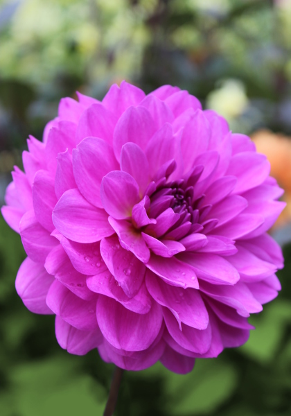 Requiem dahlia heirloom bulbs