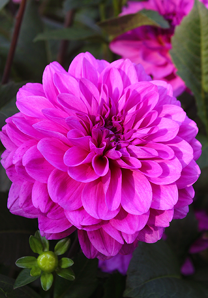 Requiem dahlia heirloom bulbs