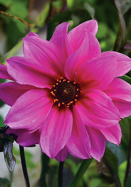 Fascination dahlia heirloom bulbs