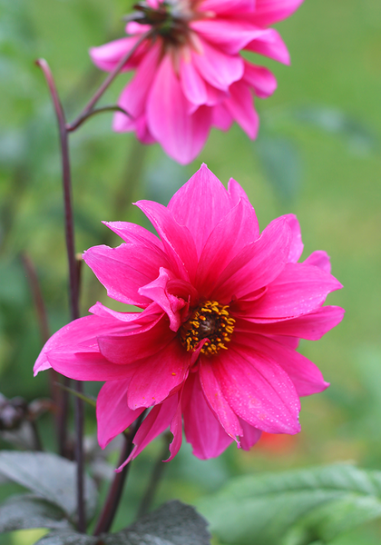 Fascination dahlia heirloom bulbs